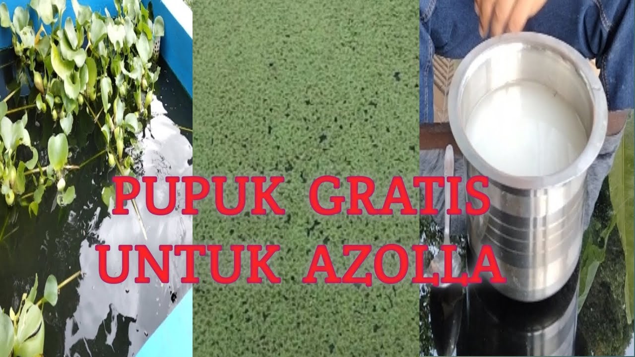 4 Macam Pupuk Gratis Untuk Tanaman Azolla