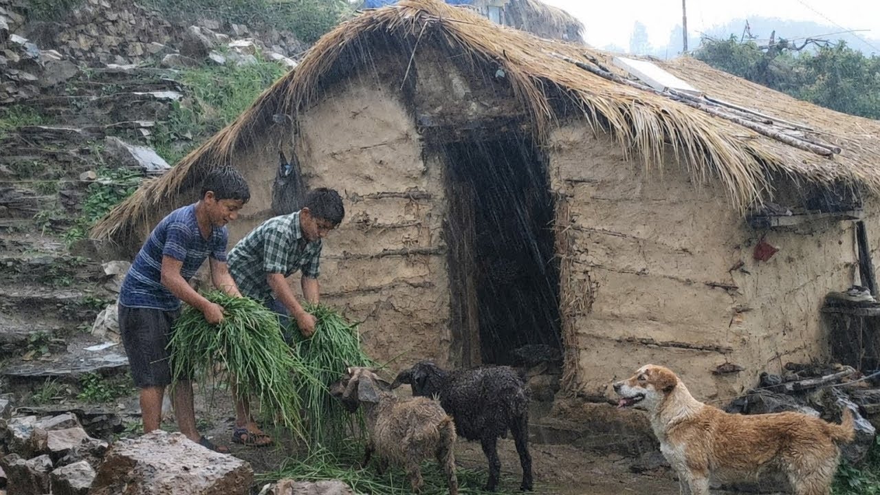 Best Life in A Himalayan Shepherd’s During The Rainy Day | Most Relaxing | Village Documentary Video