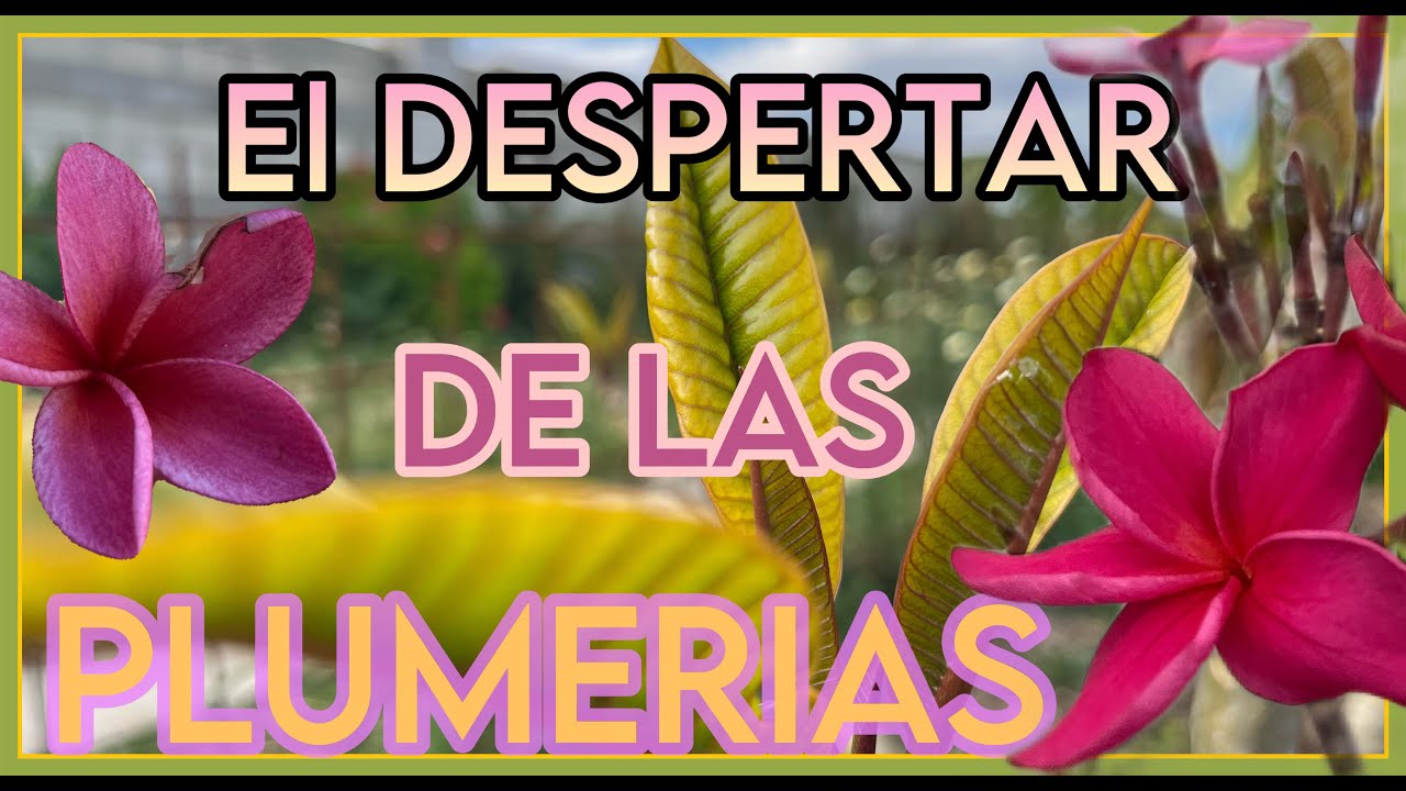 EL DESPERTAR DE LAS PLUMERIAS