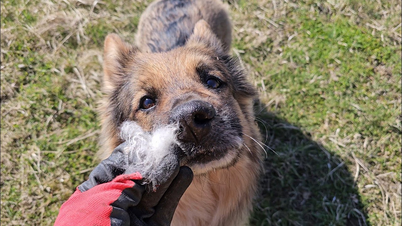 LIS PRZYSZEDŁ W NOCY POD BRAMĘ - Trąbka nie umiała zjeść jedzenia z ręki 