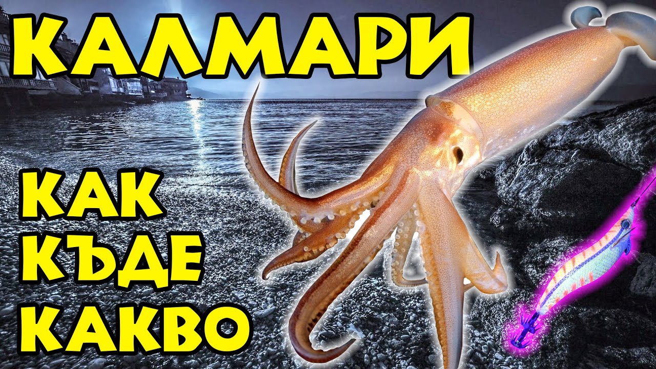 МОРСКИ ДАРОВЕ - РИБОЛОВ НА КАЛМАРИ. Как, къде и на какво?