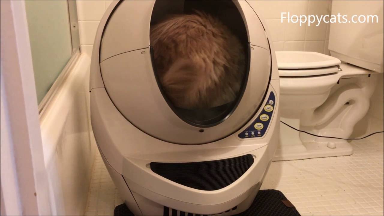 Litter Robot for Large Cats: How a Cat Fits in the Litter-Robot 3 Open-Air Automatic Litter Box