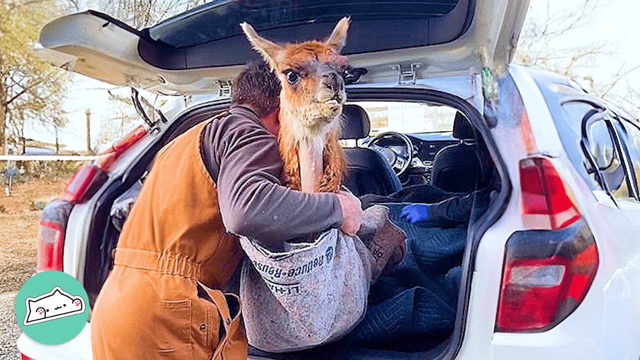Woman Saves Wild Guanaco From Auction, Now All She Wants Is Carrots | Cuddle Buddies