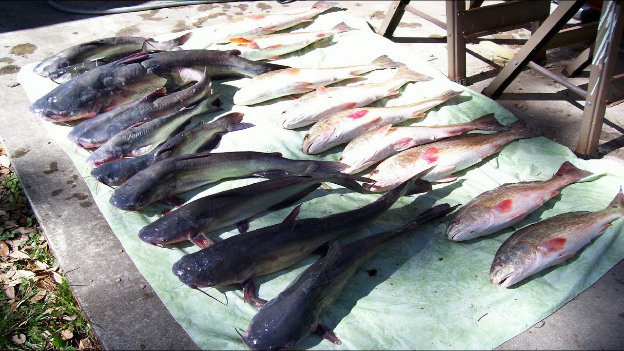 Cajun Catfish Couvillion (Coubion)...Part Two...Cajun Style!