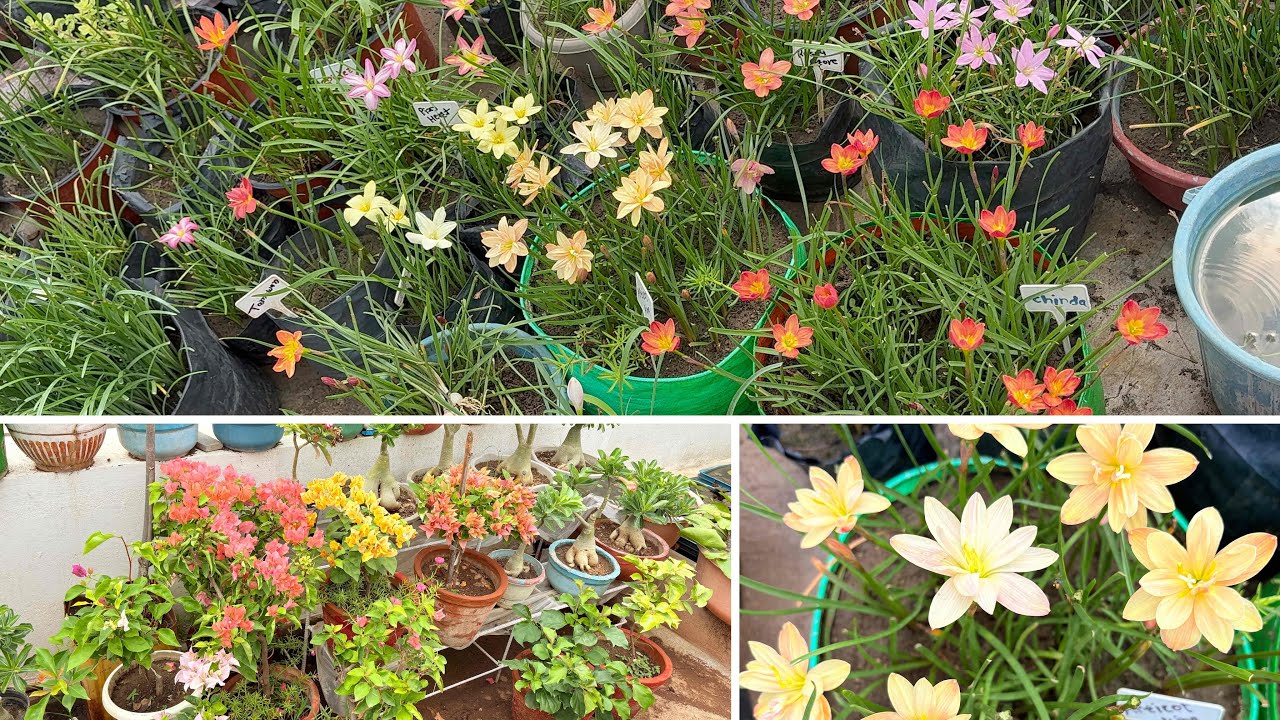Sunday Terrace garden overview
