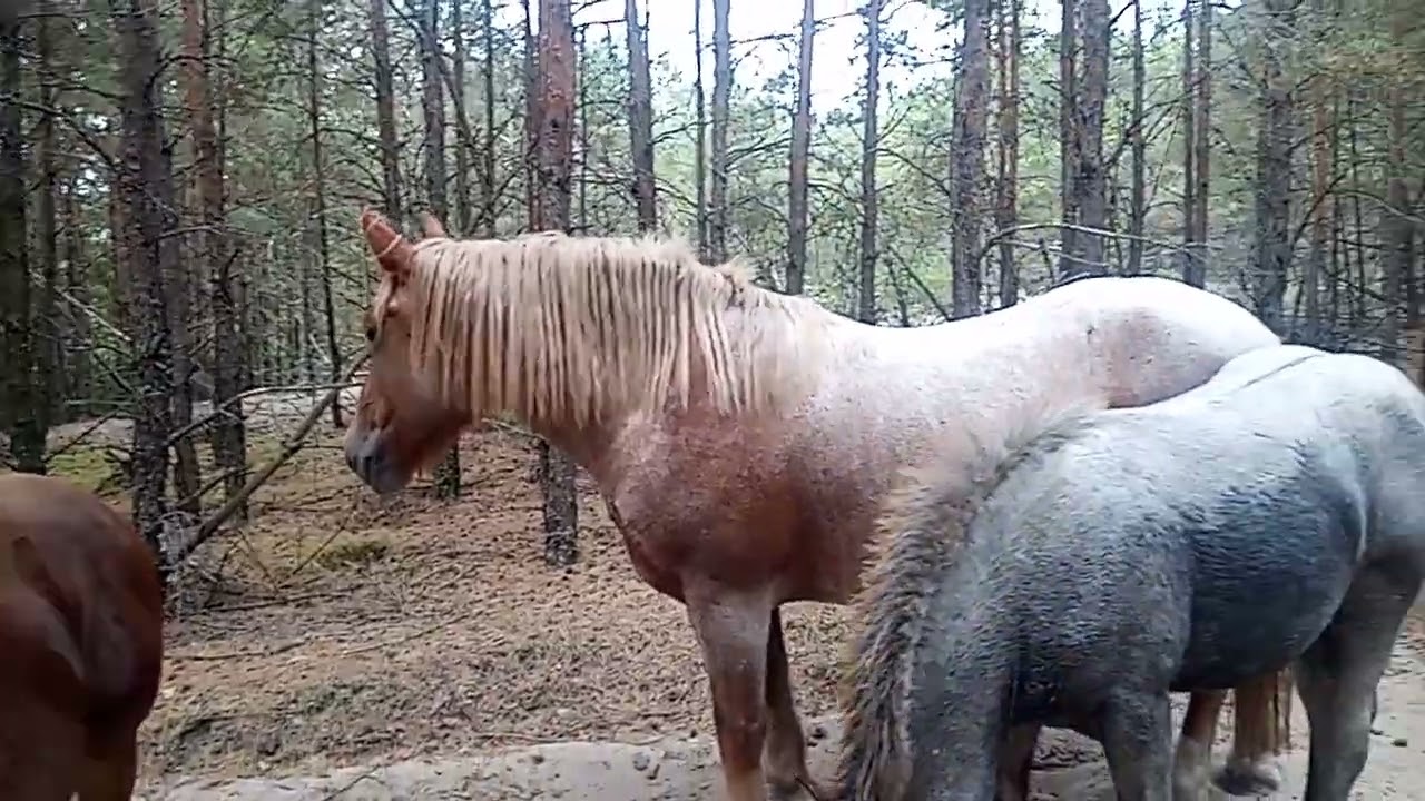 Втеча коней з Бхенвальда 😄😄😄коні ваговози 💪👍💯
