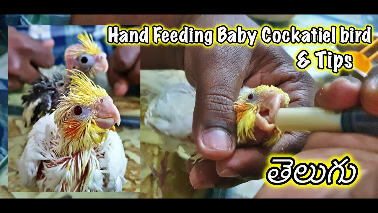 Hand Feeding Baby Cockatiels | How to hand feed birds ? | Feeding TIPS
