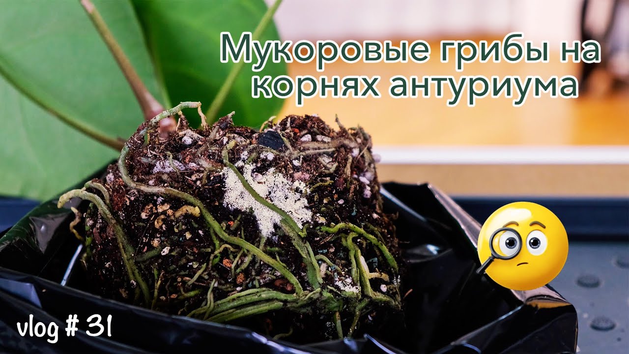 Почвенные грибы (Mucor) / Как избавиться от мукоровых грибов / Пересадка Антуриума