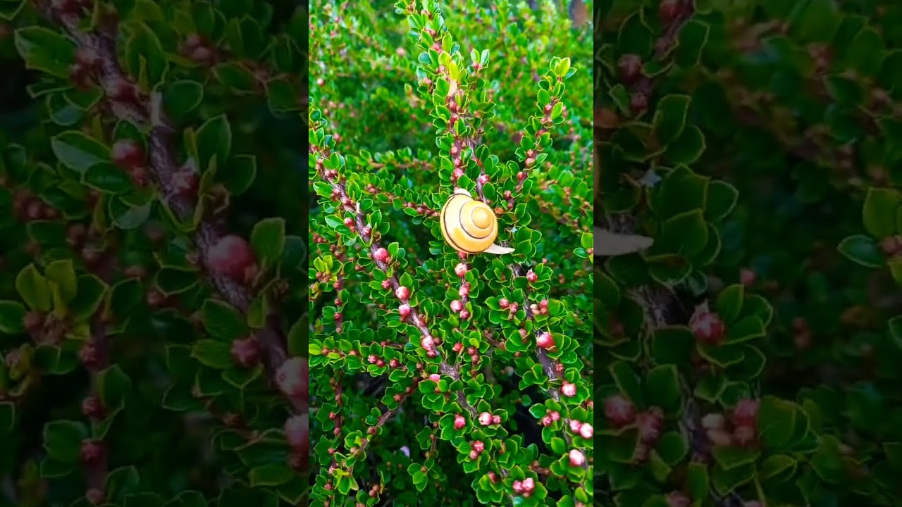 Как называется это растение? #сад #садоводничество #цветы #растения #plants #дача#fleurs #plantlover