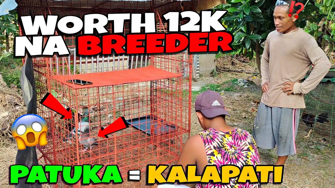 Surprising My Customer With 1 Pair of Breeder (Racing Pigeon) Worth 12K!!! (SINUNDAN KO SIYA PAUWI)