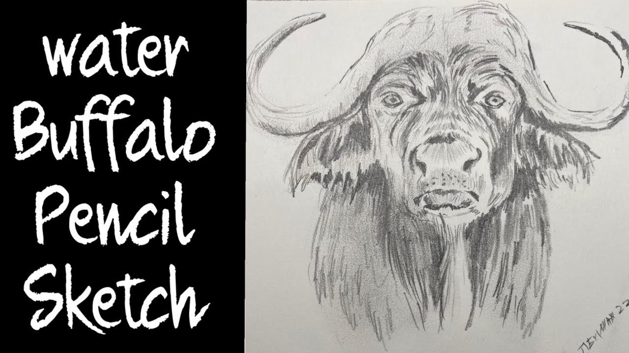 water buffalo pencil sketch