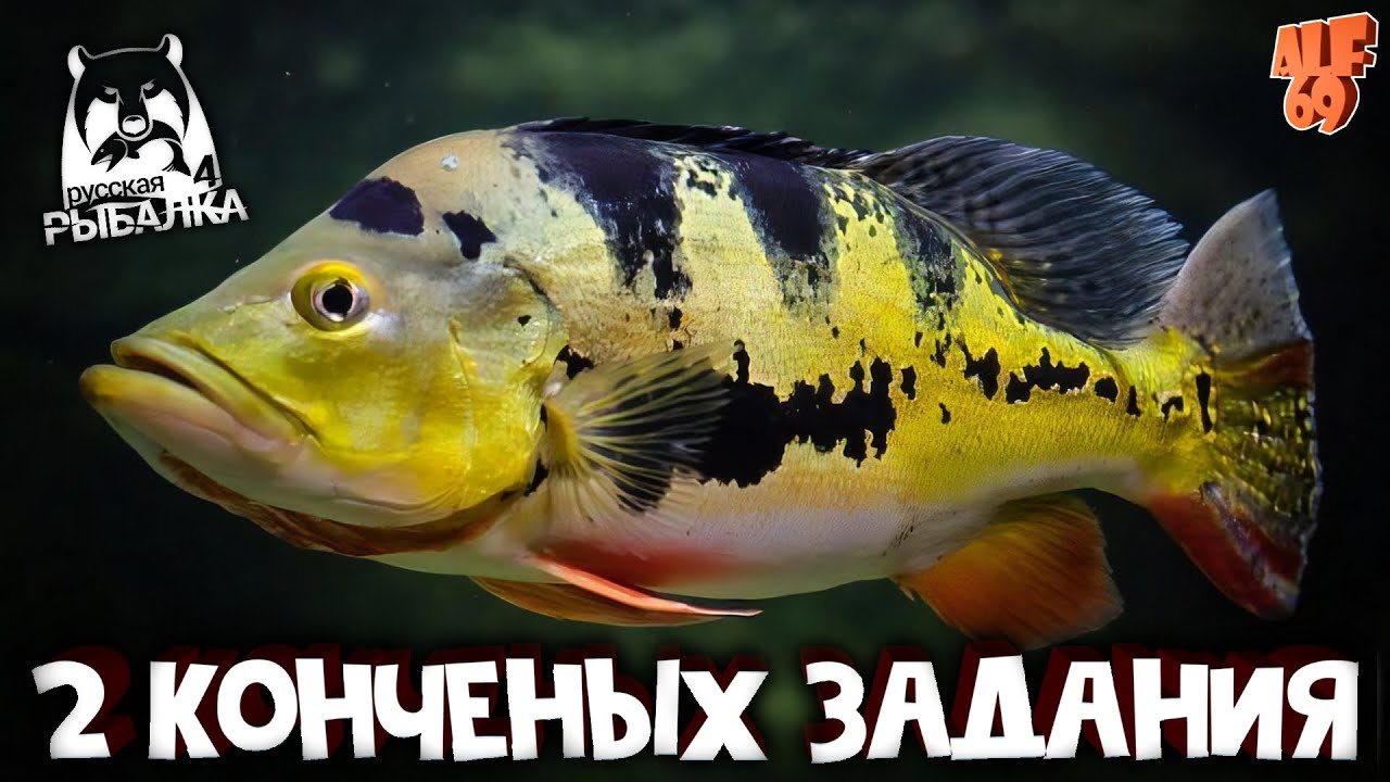 ВЫПОЛНЯЕМ ЗАДАНИЯ, ИЩЕМ ТРОФЕИ, ФАРМИМ, ОБЩАЕМСЯ! #SHORTS СТРИМ РУССКАЯ РЫБАЛКА 4
