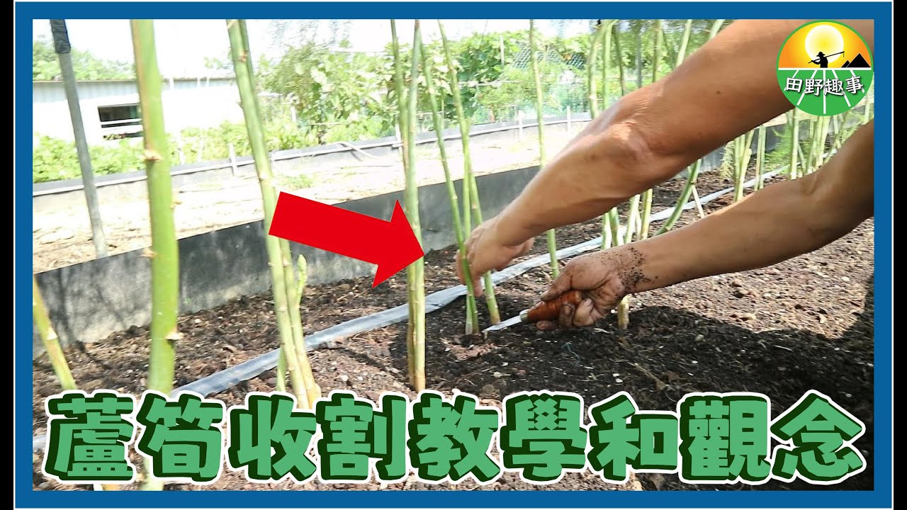 【蘆筍】蘆筍收割教學《田野趣事》｜鄉村生活｜農村日常｜務農｜