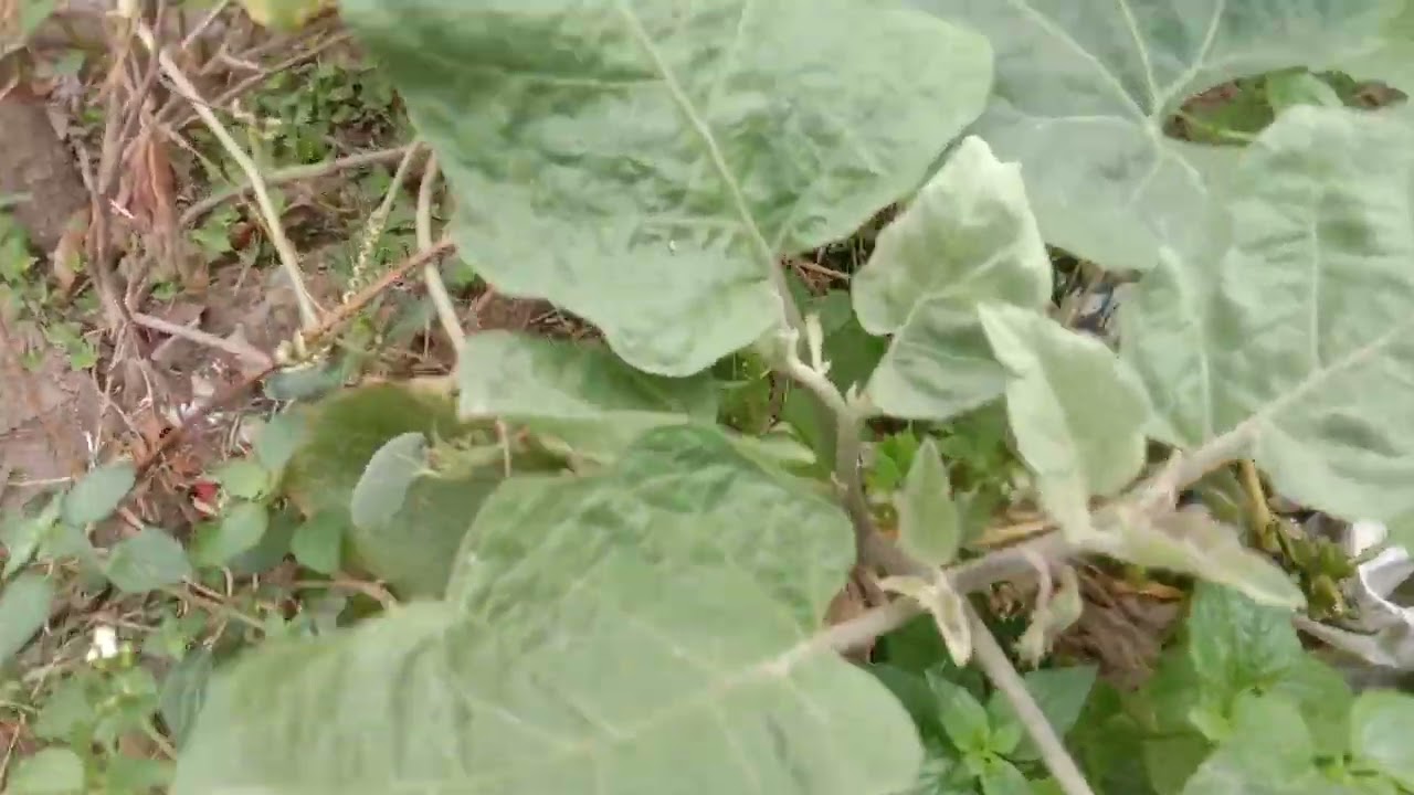 ছাদ বাগানের গাছের যত্নে কিচেন কমপোষ্ট,পেয়াজখোসা দারুন কাজ করে,কুমরো গাছে স্রী ফুল আনার উপায়।