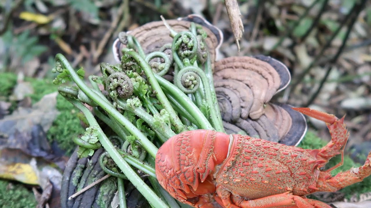 Pikopiko & Puha Toroi & Crayfish! BUSH FOOD GATHER &  Free Mussels Cook Up!