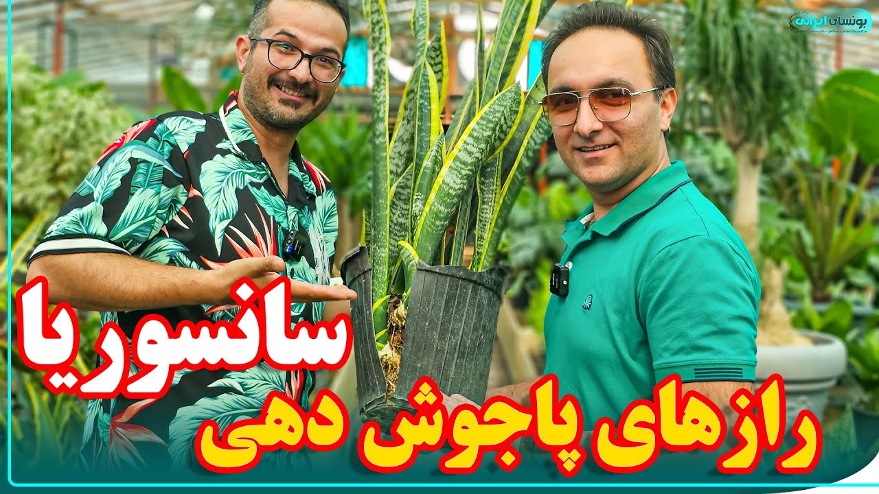 چیکار کنیم گیاه سانسوریا رشدش چندبرابر بشه | Sansevieria plant