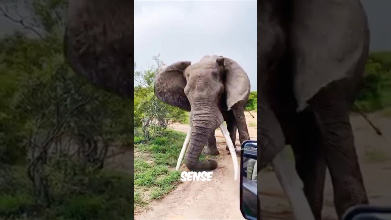 These Animals Can Detect Natural Disasters  #shorts #facts #animals