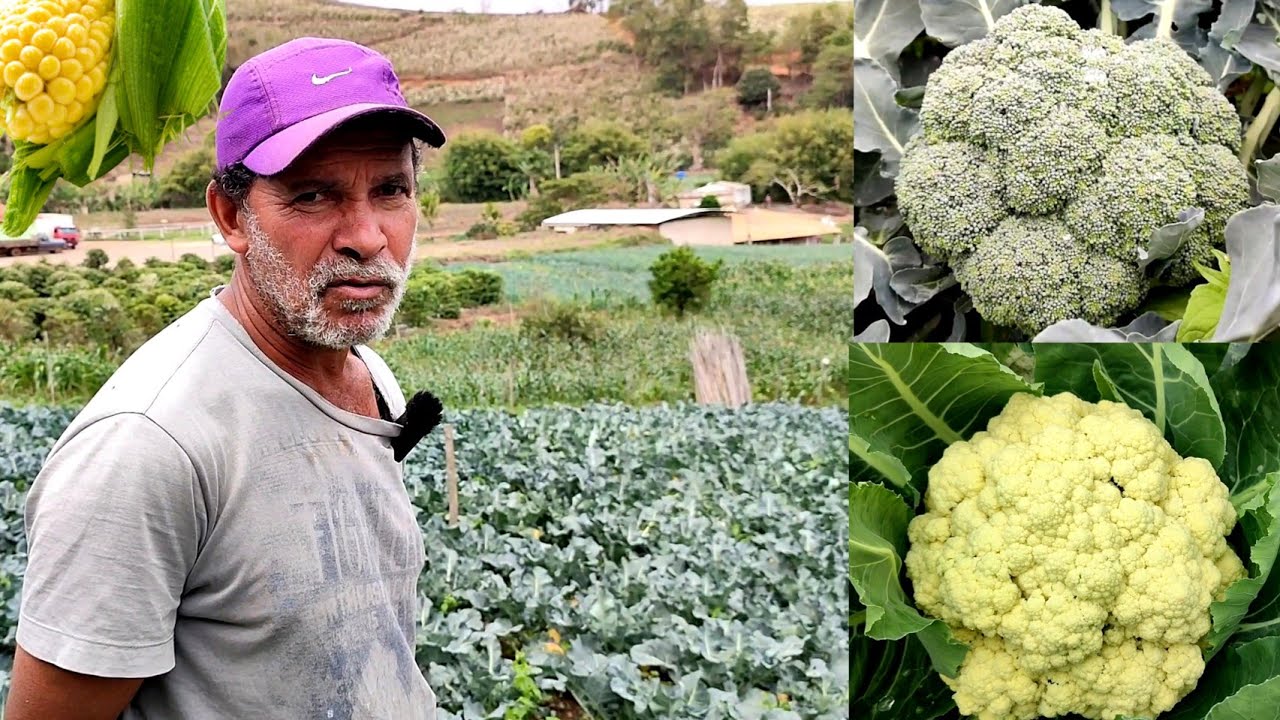 Dicas Para Você Ganhar Dinheiro 💸 Com Brócolis,Couve Flor e Milho Verde💰