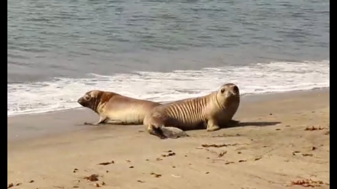 Last Elephant Seal Release of the Year: 3 Adorable Rescued Patients Return to the Ocean