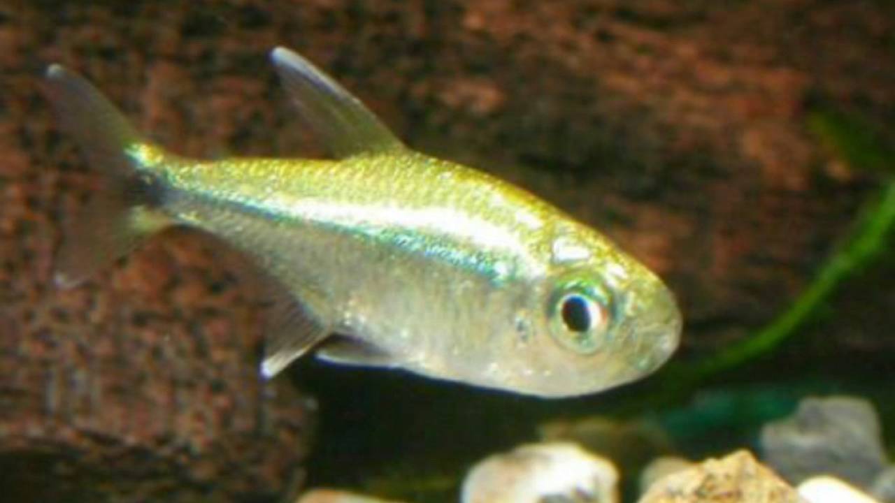 Keeping Gold Tetra
