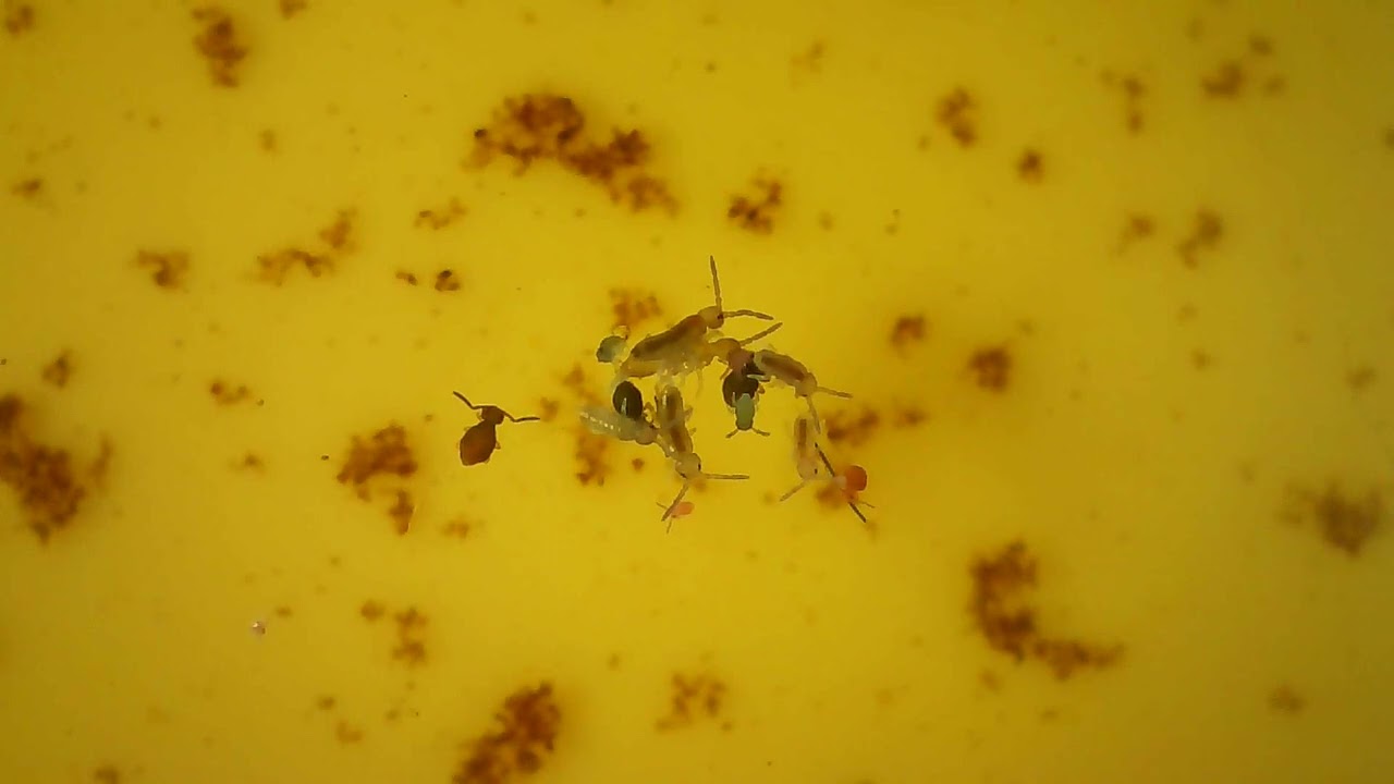 Springstaarten / Collembola's 2 tot 6 mm (duur 4 min)