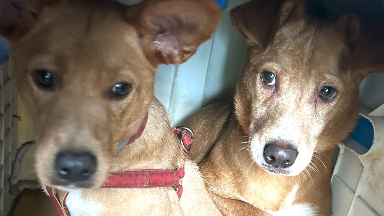 NPO 小さな天使club 保護動物部 がライブ配信中！