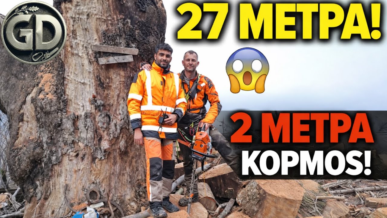 Κοπή ΓΙΓΑΝΤΙΟΥ Πλατάνου 27 Μέτρων 😱 | Σάπιο Δέντρο – Εργασία με Καλάθι