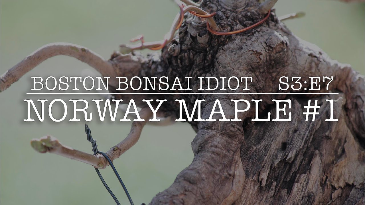 S3.E7__Norway Maple Bonsai #1 REPOT & PRUNING