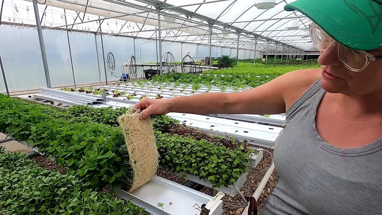 How to Grow Hydroponic Microgreens