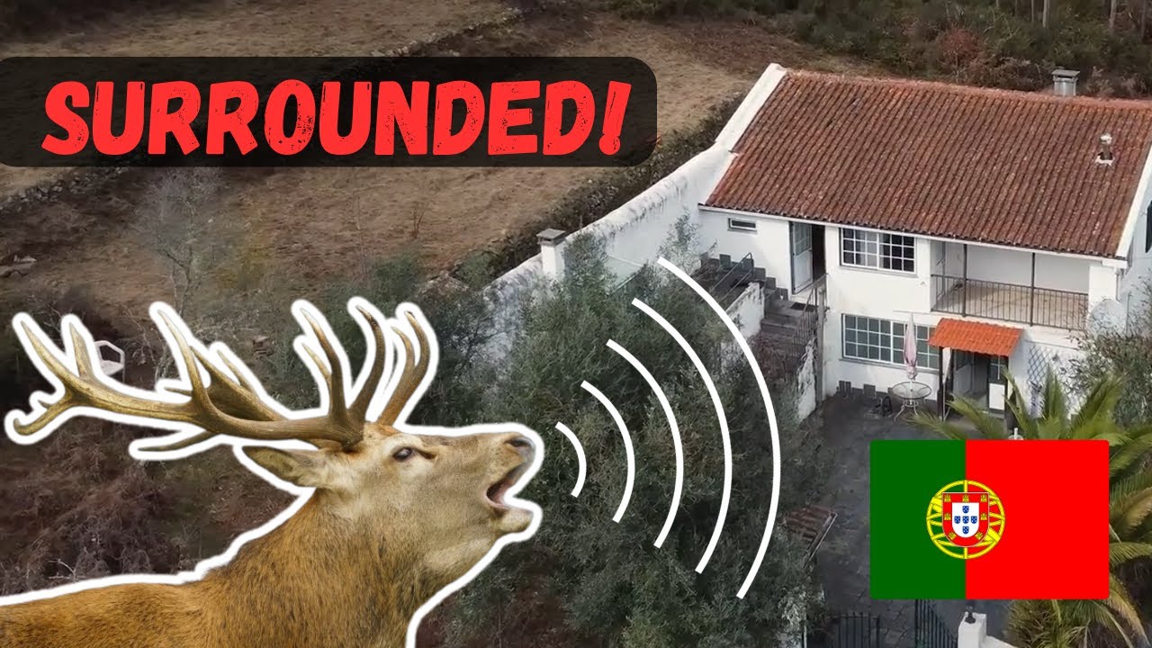 We Hear THIS Every Night From Our Balcony in Portugal…