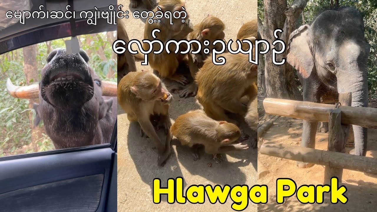 Hlawga Park (A park where you can see monkeys, elephants, buffalo, and herons.)(လှော်ကားဥယျာဉ်) 
