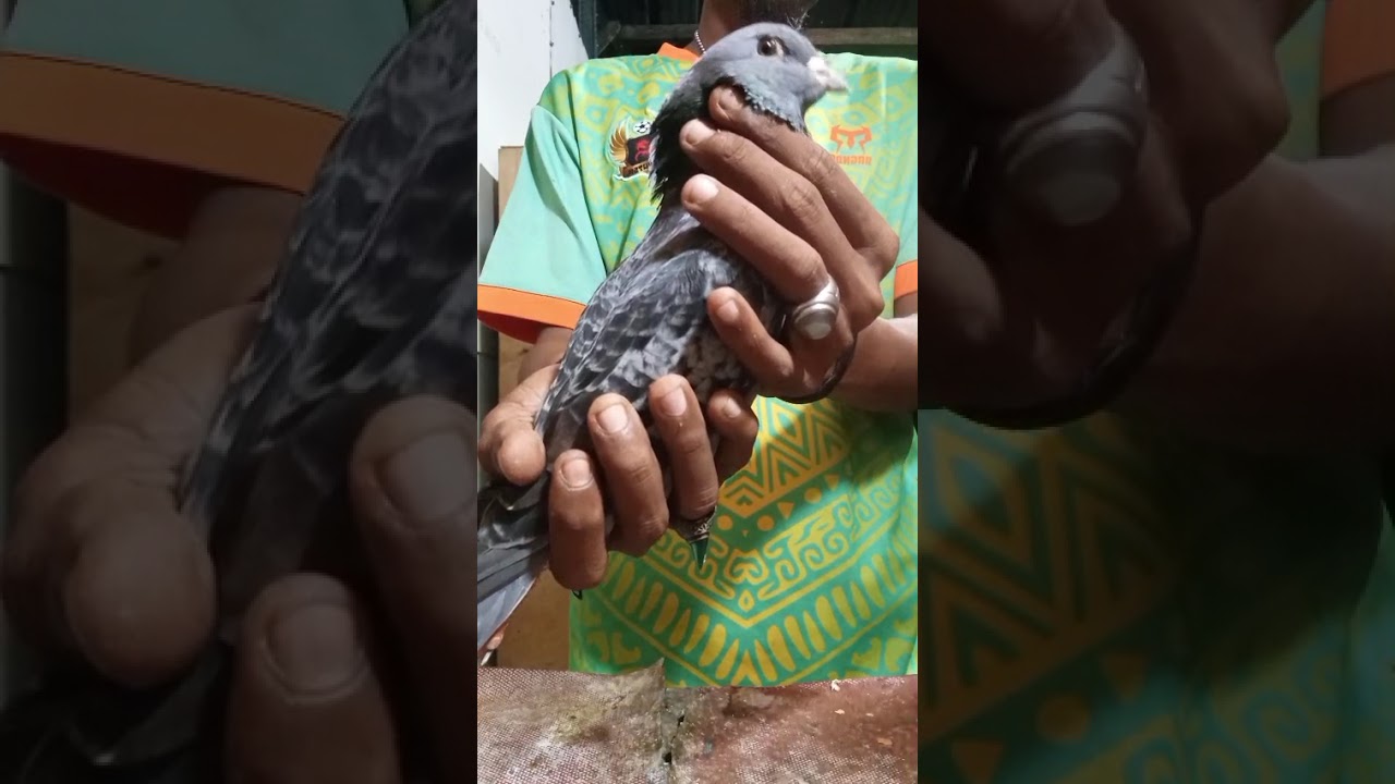 PACEKAN INDUKAN UTAMA ADIK QYUQYU KANDANG ASTRA PIGEON FARM