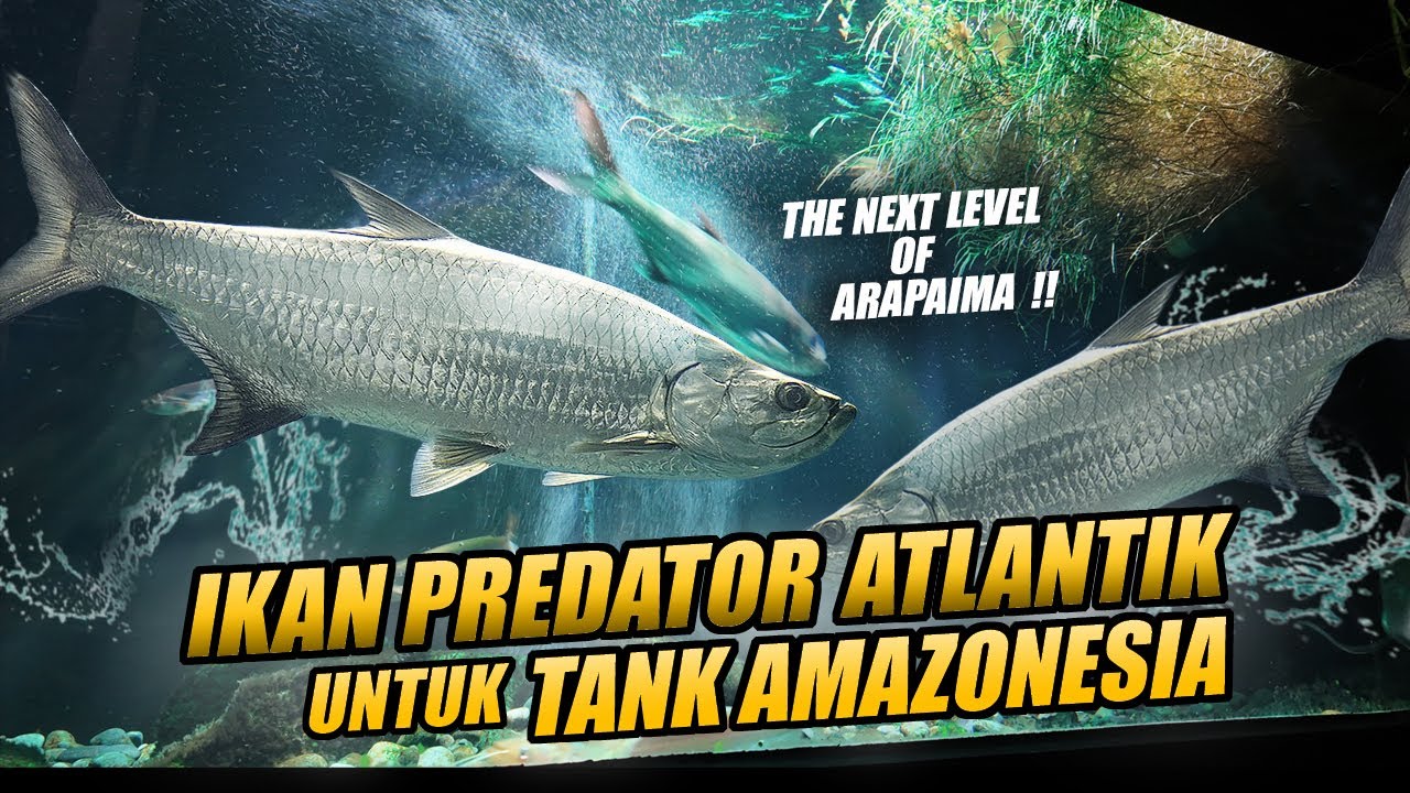 PUASS MAXIMAL !! IKAN PREDATOR ATLANTIK AKAN MASUK COMTANK PREDATOR AMAZONESIA
