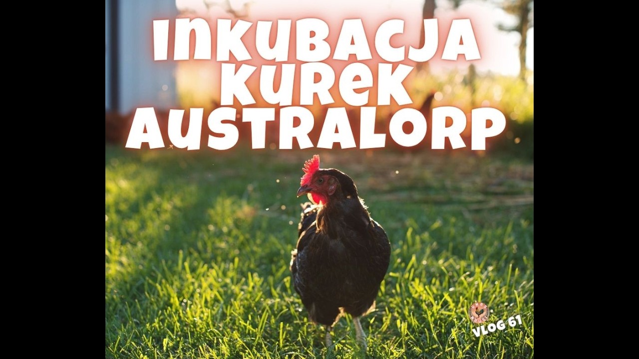 INKUBACJA KUR AUSTRALORP- WIEŚ BUŁGARSKA 04.04.2026
