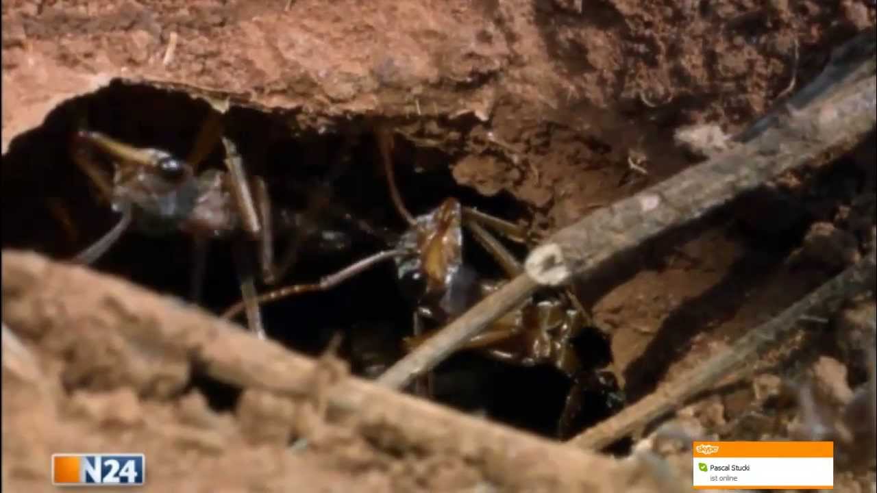 Doku - Monsterduelle XXS - Die gef&auml;rlichsten Insekten im Kampf ums &uuml;berleben - Insekt Vs. Insekt