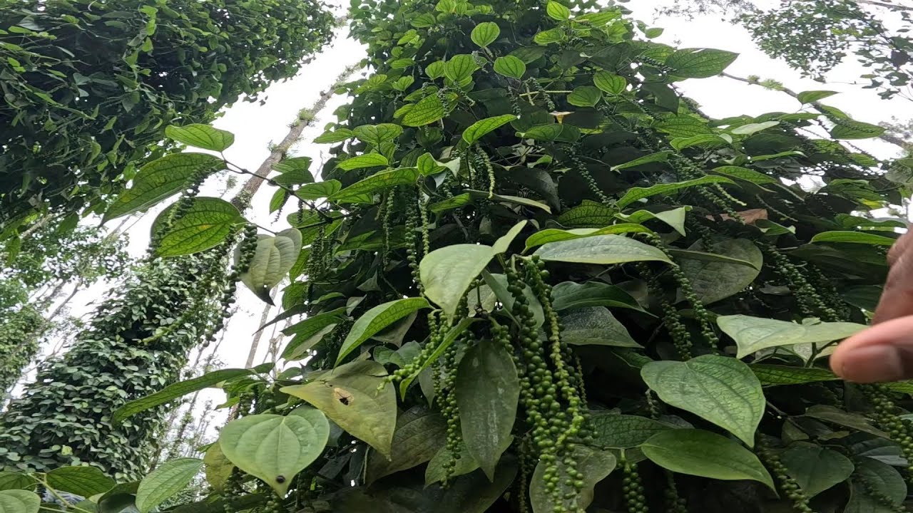AMAZING BLACK PEPPER PLANTATION IN KARNATAKA