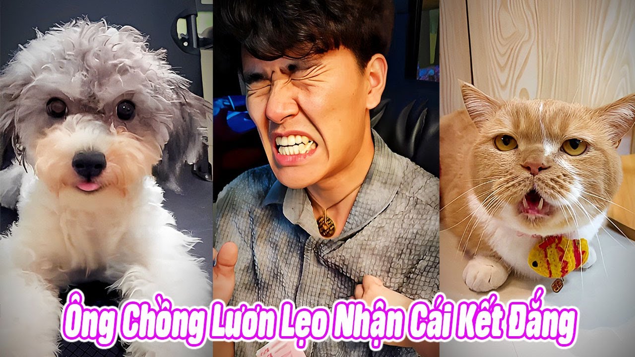 🐍 Ông Chồng Lươn Lẹo Nhận Cái Kết Đắng #thúcưng #vậtnuôi #chómèohàihước #funny #pets #cat #cute