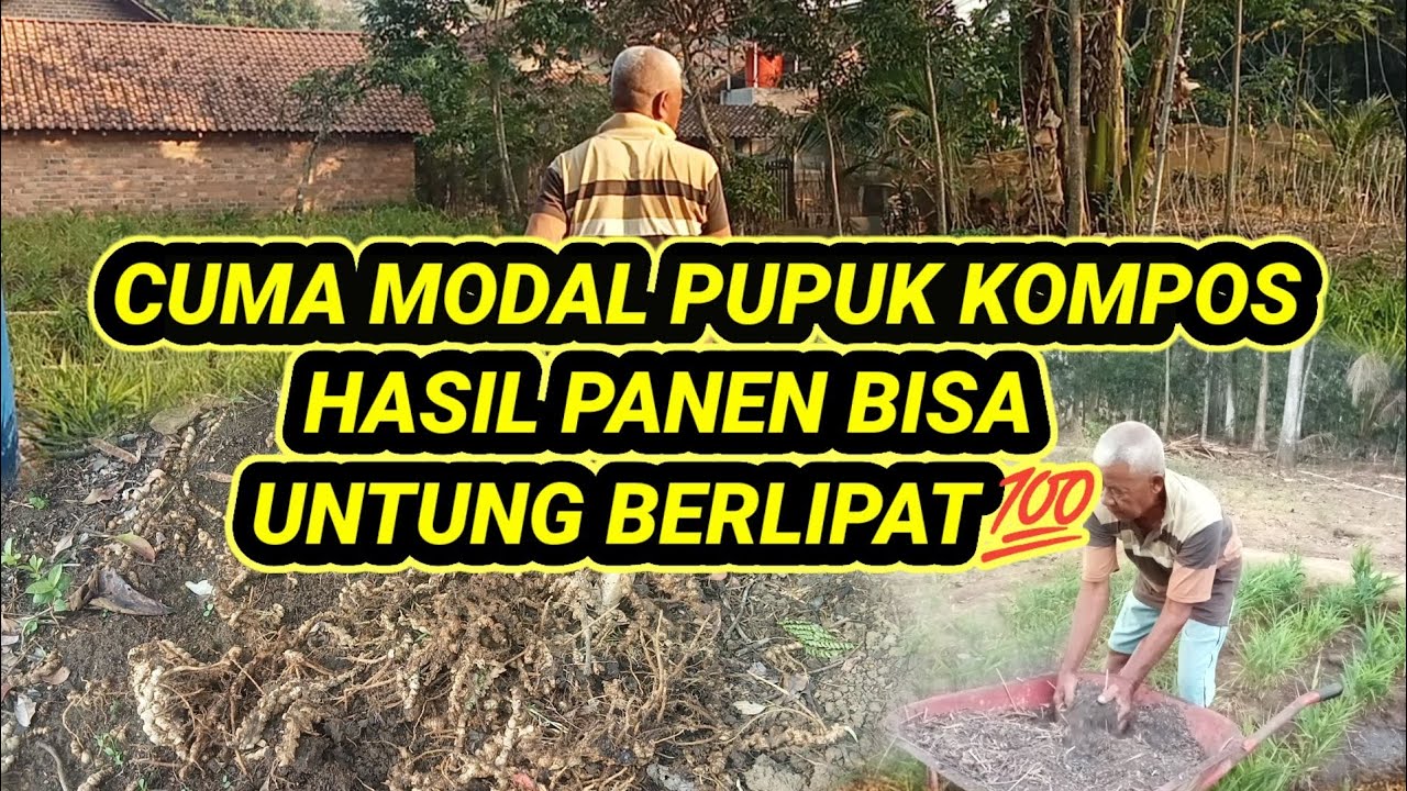 TERNYATA MENJADI PETANI JAHE SANGAT MUDAH DAN MENGUNTUNGKAN #tani #sayuran #petanirempah&sup2;