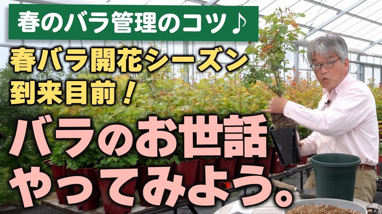 【バラの育て方】春バラ開花シーズン到来目前！バラのお世話やってみよう。（2025年4月25日）