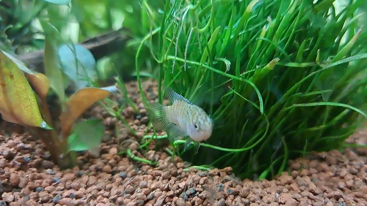 Tiger Badis in a Jungle fish tank