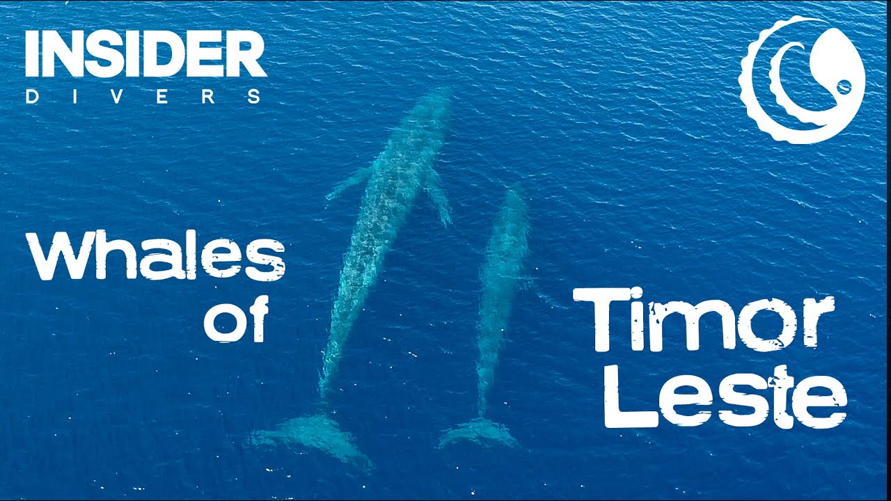 Whale of Timor Leste - Blues and Sperm Whales