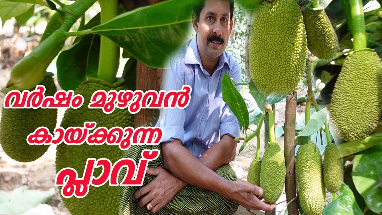 ആദ്യ വർഷം തന്നെ പ്ലാവ് നിറയെ ചക്ക ശ്രദ്ധിക്കേണ്ട കാര്യങ്ങൾ Vietnam Super Early Jackfruit Stephan