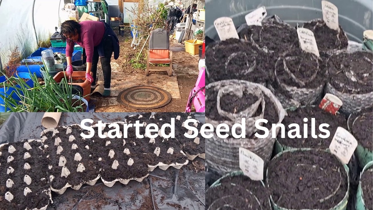 Slow Living | Started Seed Snails | Growing Food
