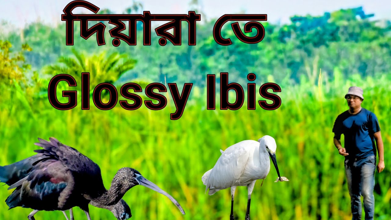 Exploring Diara | A Birdwatcher’s Haven for Glossy Ibis & More!