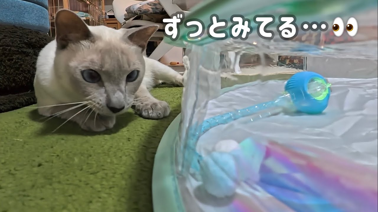 クリスマスプレゼントをあげたら…ずっと見ているだけの猫でした🎄👀