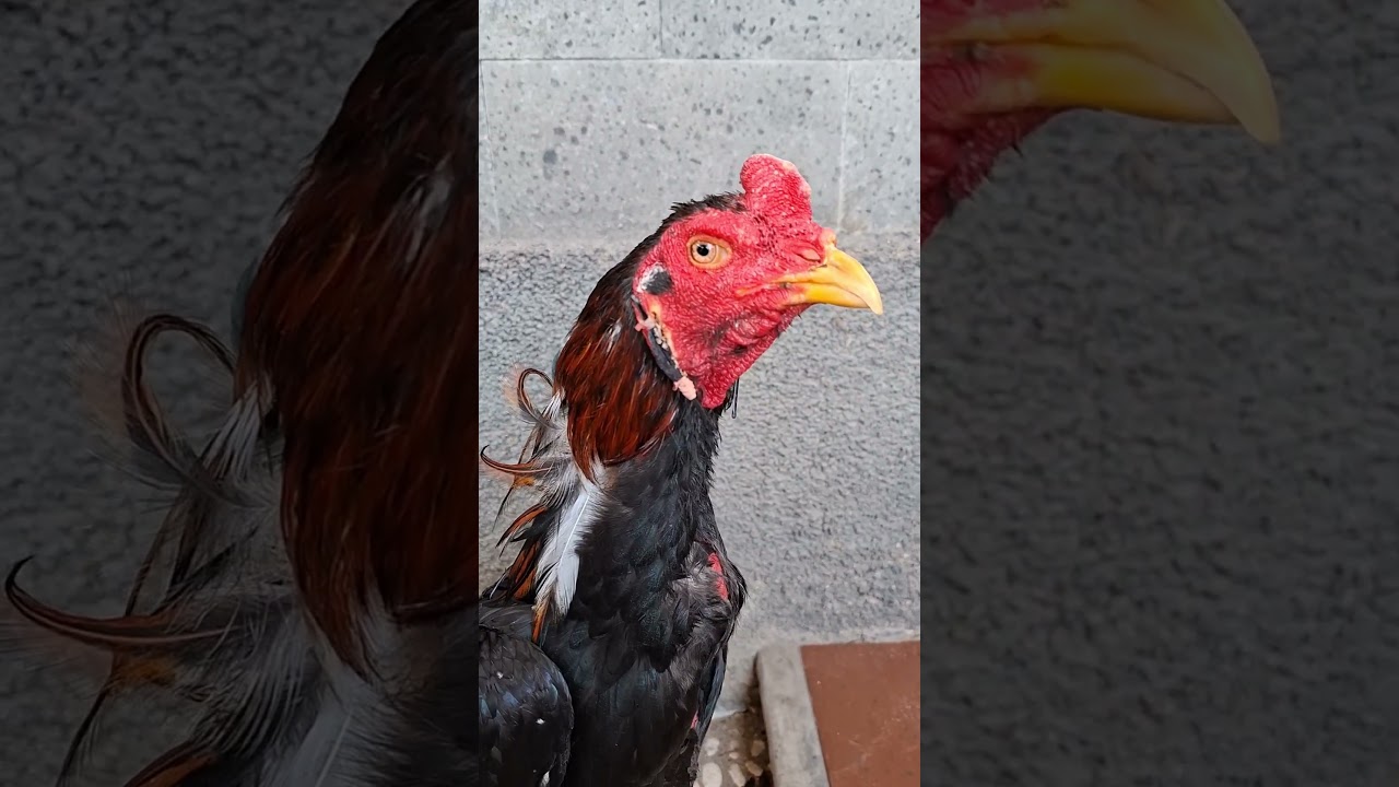 1minggu pasca kupir telinga ayam #ayam #ayamberkualitas #ayambangkok #ayamimport #rooster #plucker