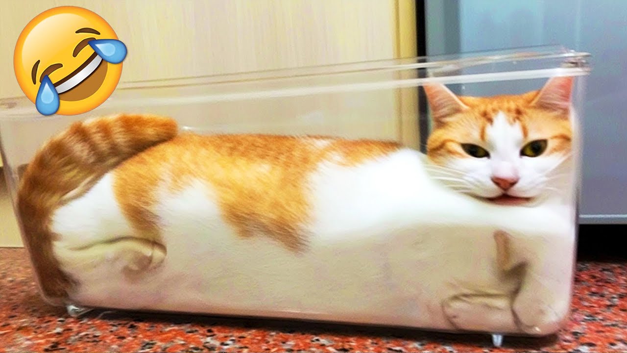 Самые смешные животные, которые заставят тебя забыть о своих проблемах! 😹💯