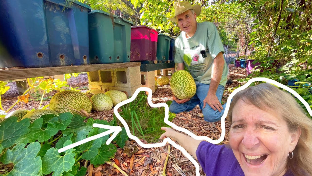 WILD Winter Garden Tour Food Forest Permaculture Growing in Containers & Vertical Trellis Gardening