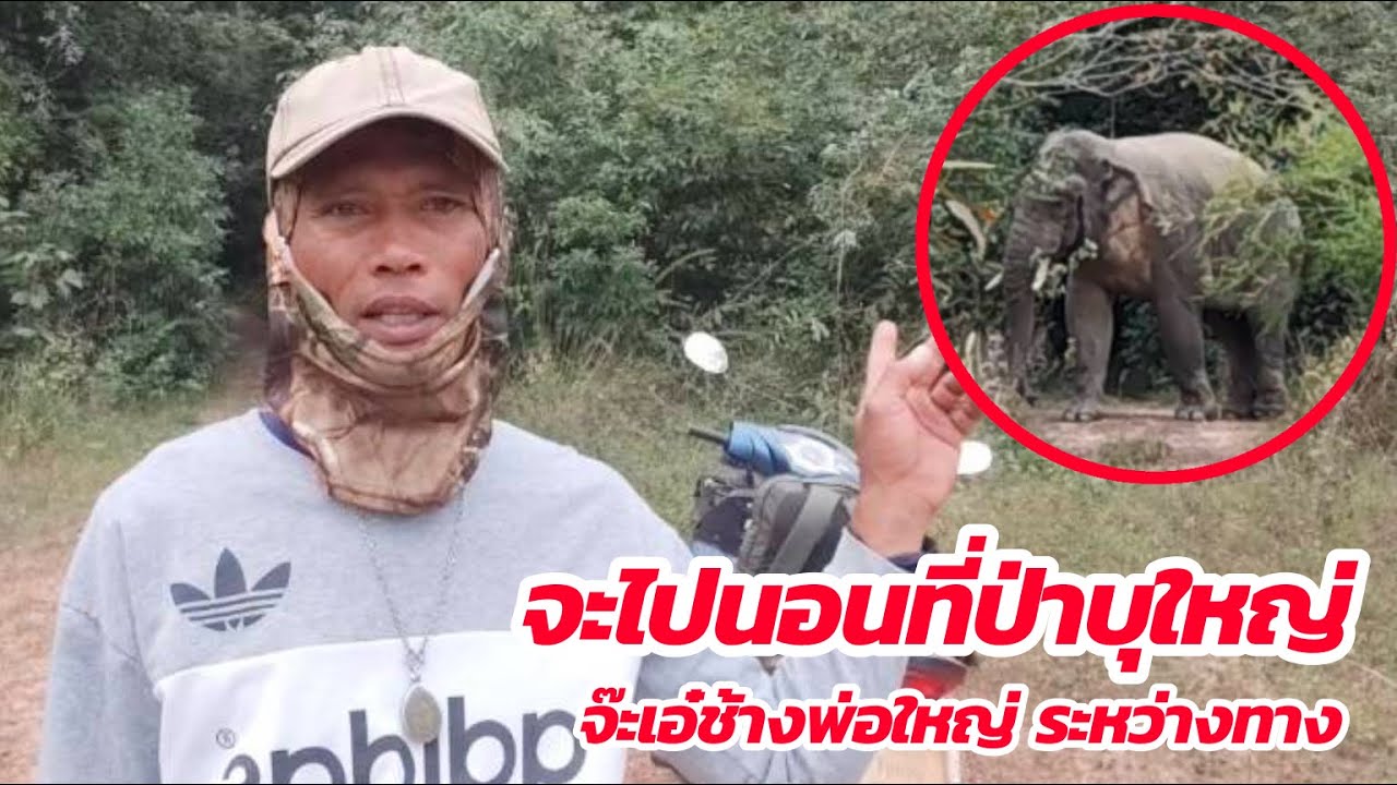 จะไปนอนดูบรรยากาศป่าบุใหญ่ ระทึก ระหว่างทางเกือบชนกันกับช้างพ่อใหญ่ 28/12/2568 | เด่นเดินดง