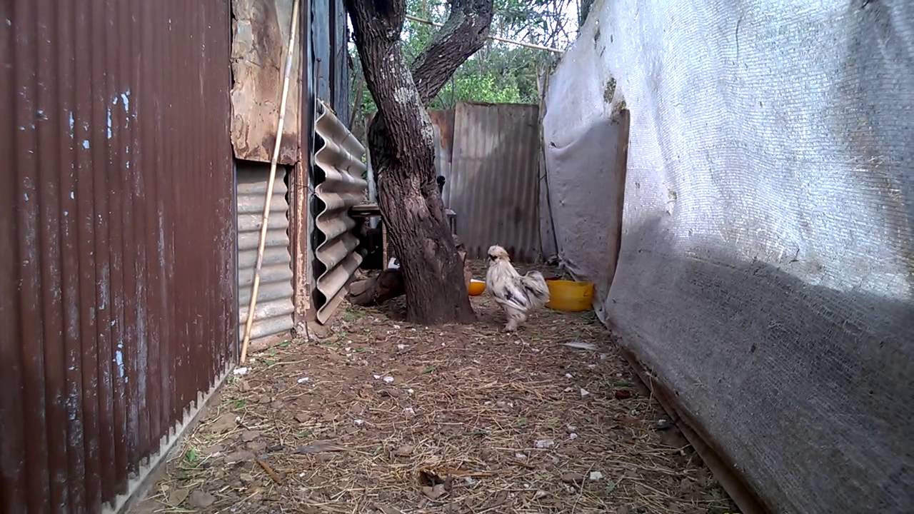Gallo moroseta che canta!!!